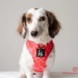 Cheeky Checkers: Adjustable Chest Harness