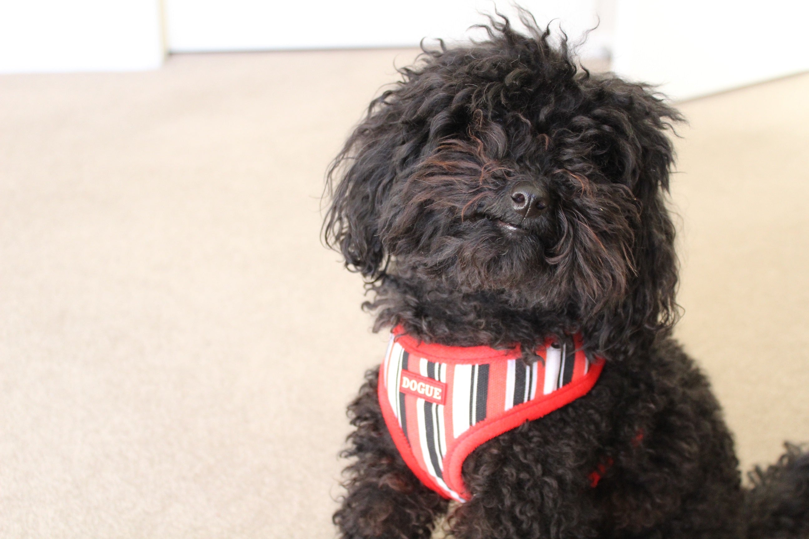 Furry 'n' Fabulous Pet Boutique