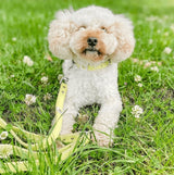 Dog Collar: Gelato Flowers Lemon