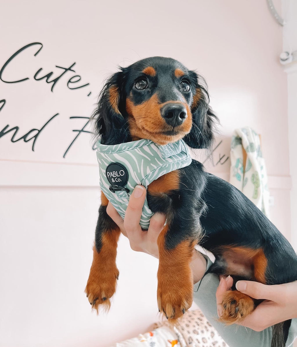 Not sure what size harness to get when shopping online? We can help!