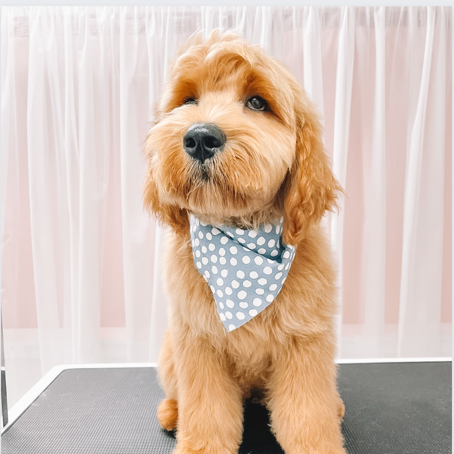 Why is it important to have your dog groomed?👀