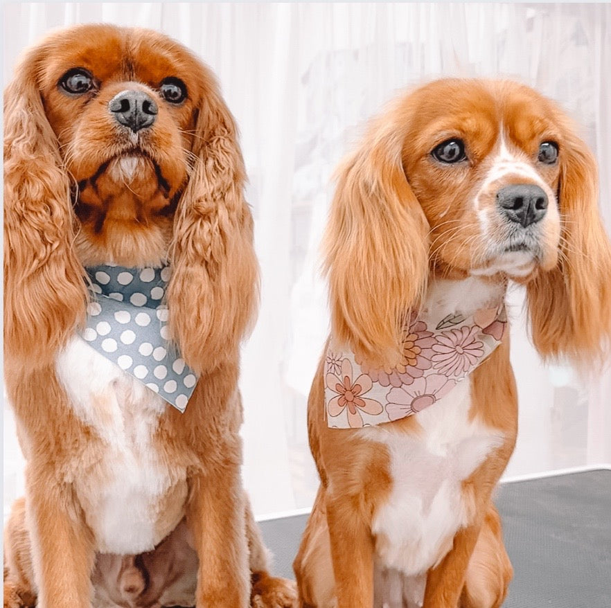 Lets chat about keeping up with your pups grooming needs ✂️🐶