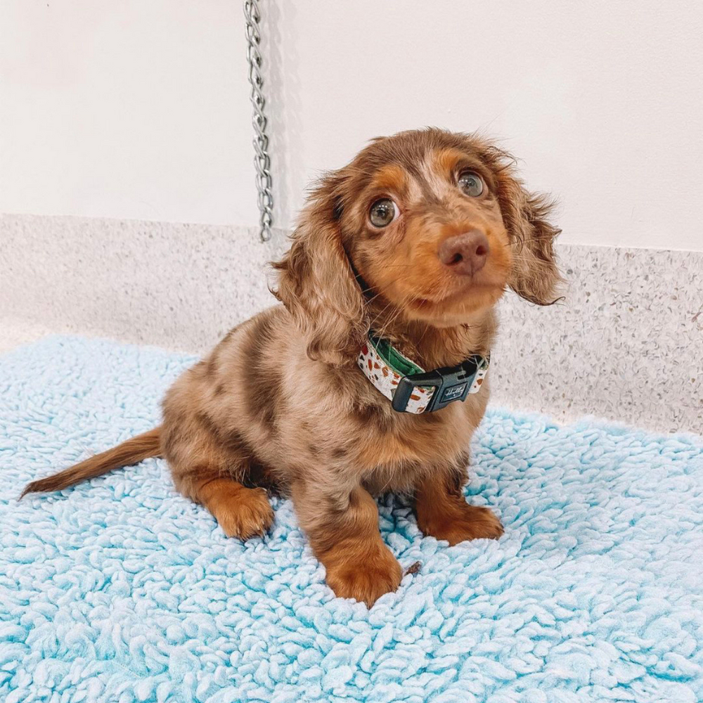 Curated visual reference: Gallery Detail: Pet Spa Grooming
