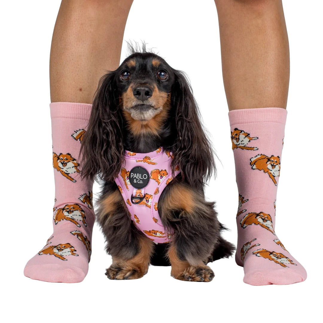 Dog Breed Socks: Pomeranian