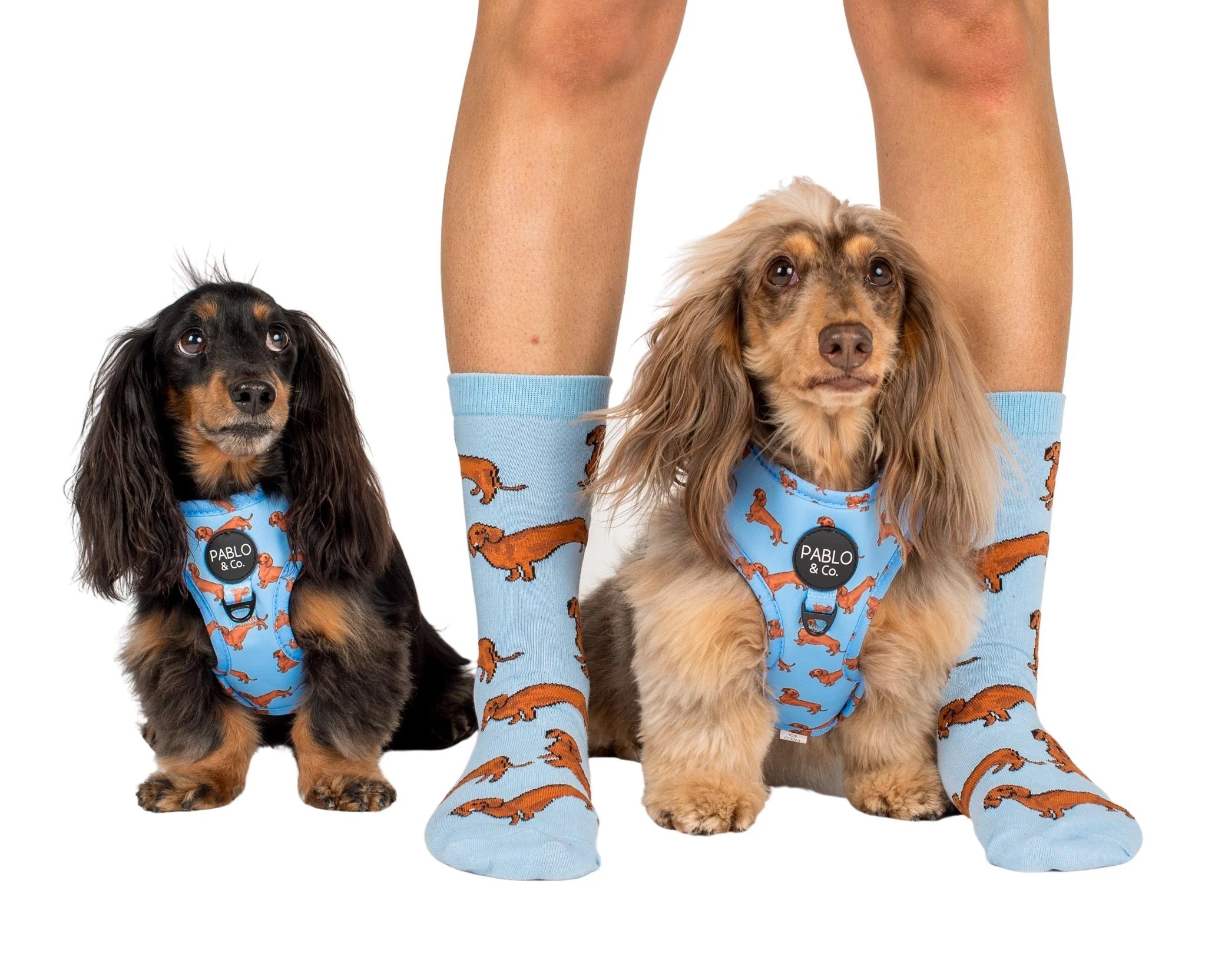 Dog Breed Socks: Dachshund