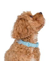 Sea Salt: Waterproof Collar