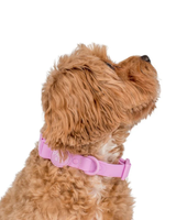Lavender: Waterproof Collar