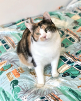 Byron Surf - Designer Pet Blanket