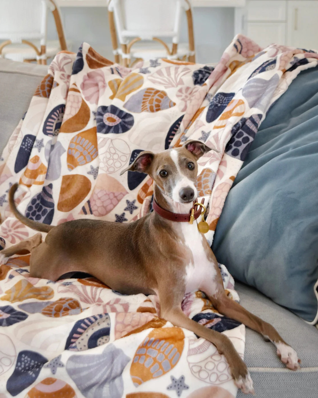 Daydream Shells - Designer Pet Blanket