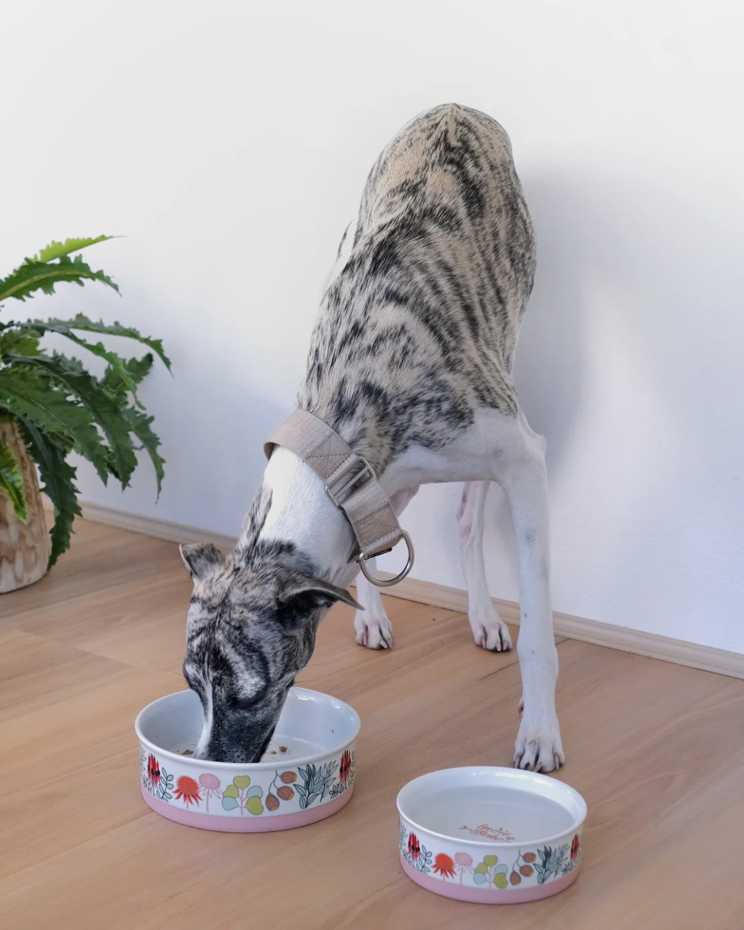 Native Flora - Ceramic Dog Bowls