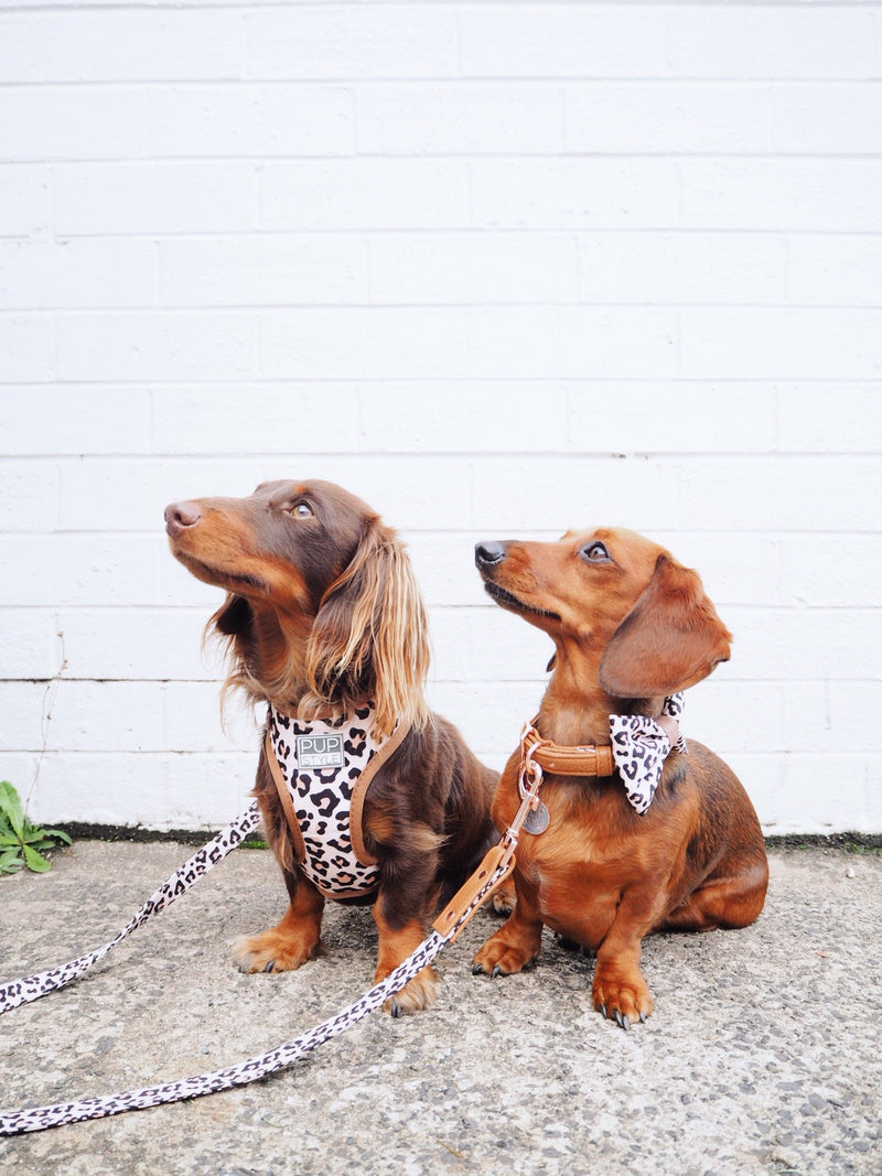 Wild One Harness