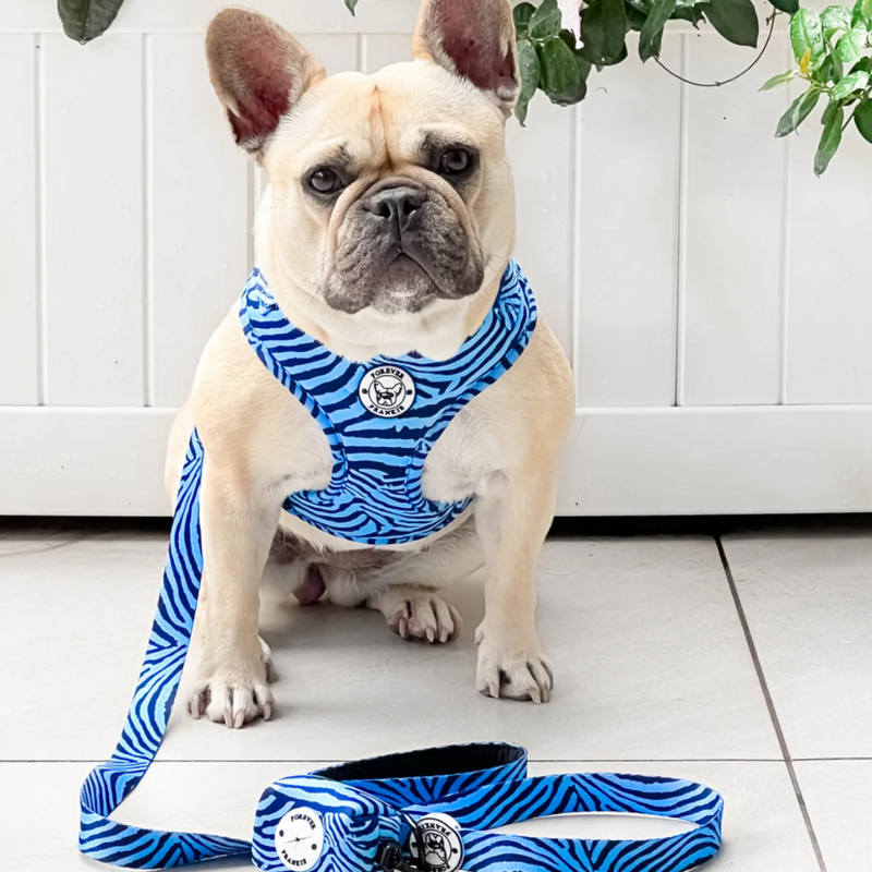 Safari Blues - Adjustable Harness