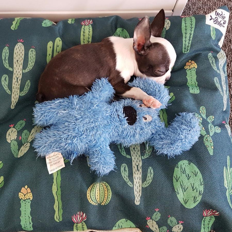 Cactus Garden Bed