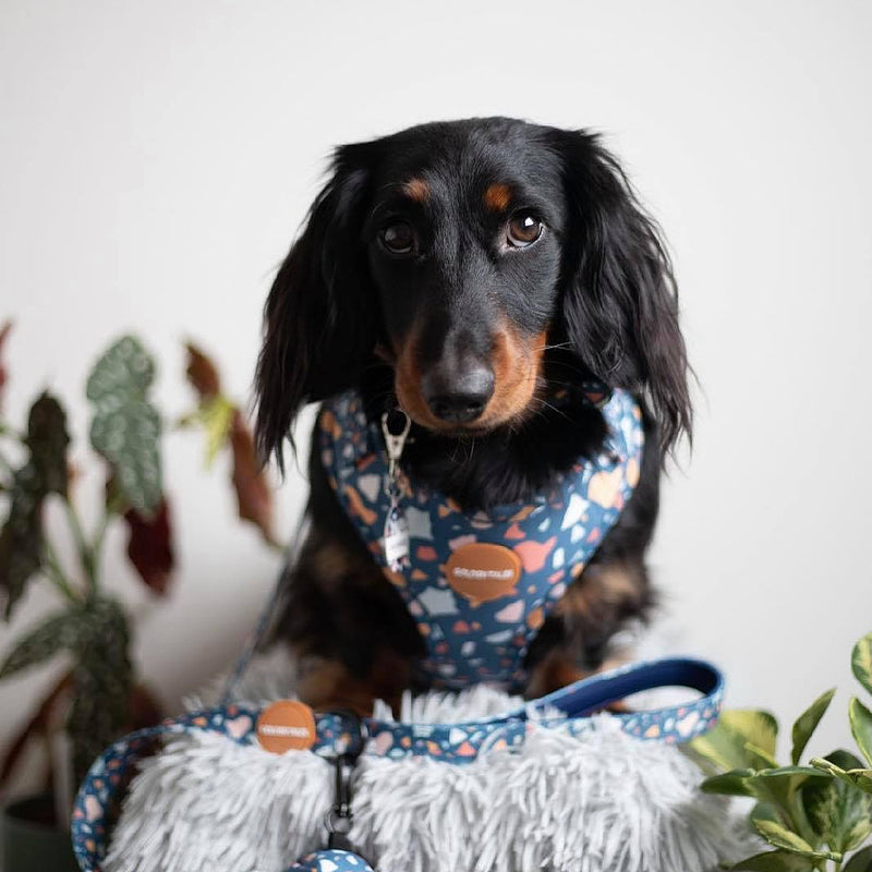 Golden Tales Midnight Mosaic Adjustable Harness