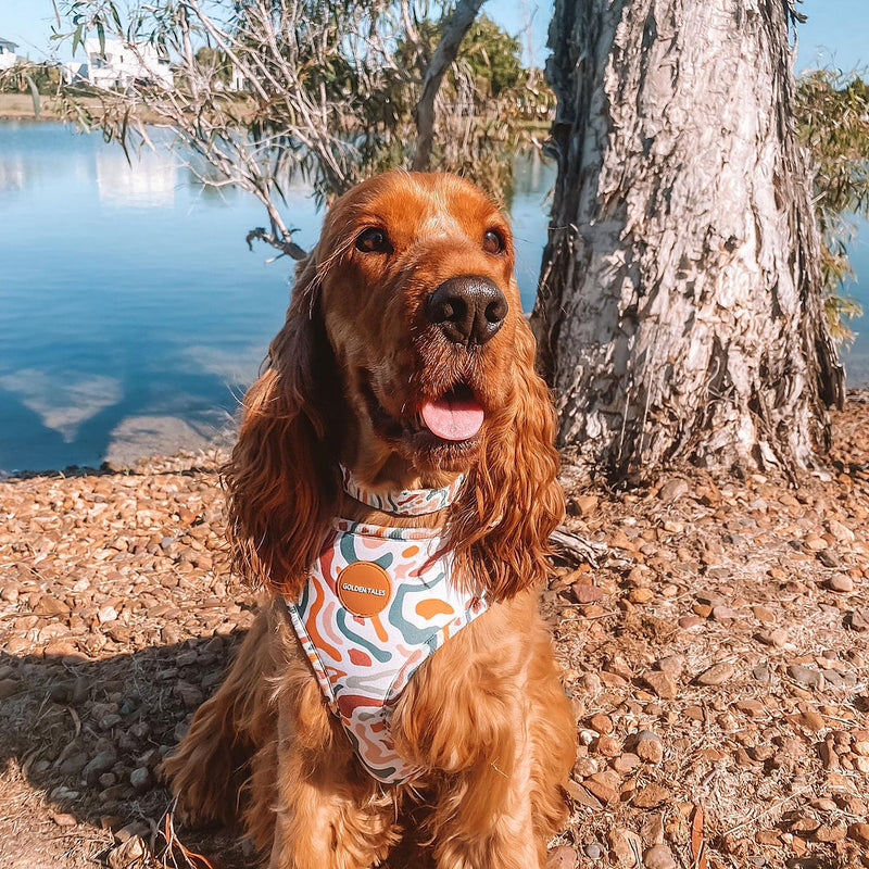 Golden Tales Fall Feelin Adjustable Harness