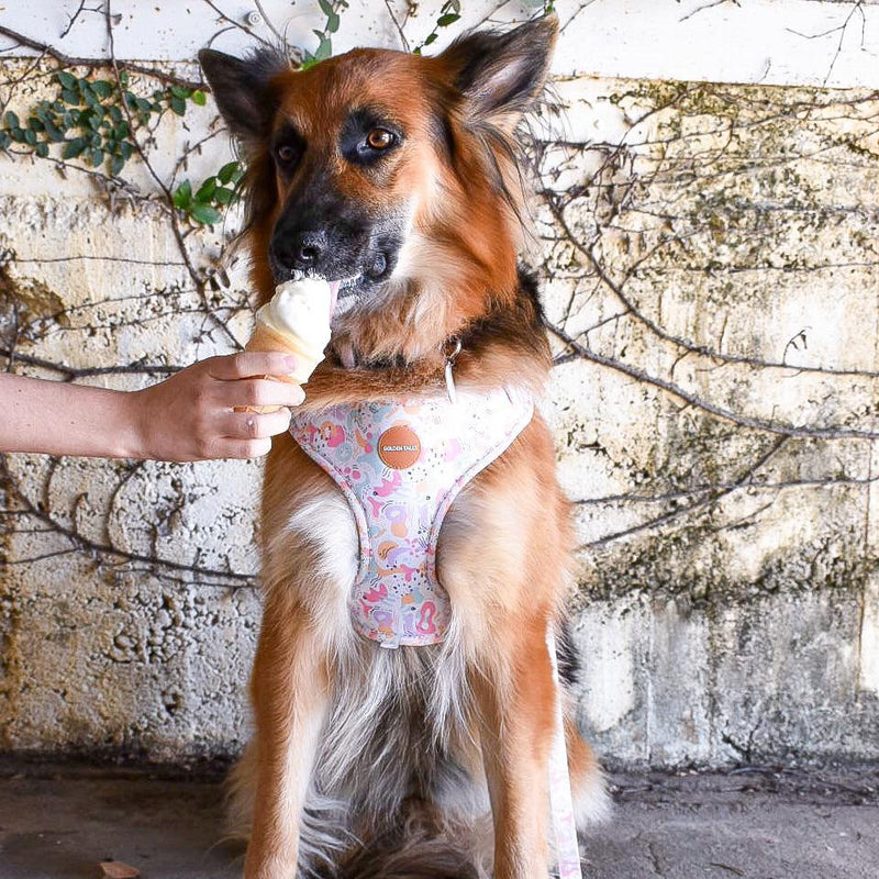 Golden Tales Sunday Sor-Bae Adjustable Harness