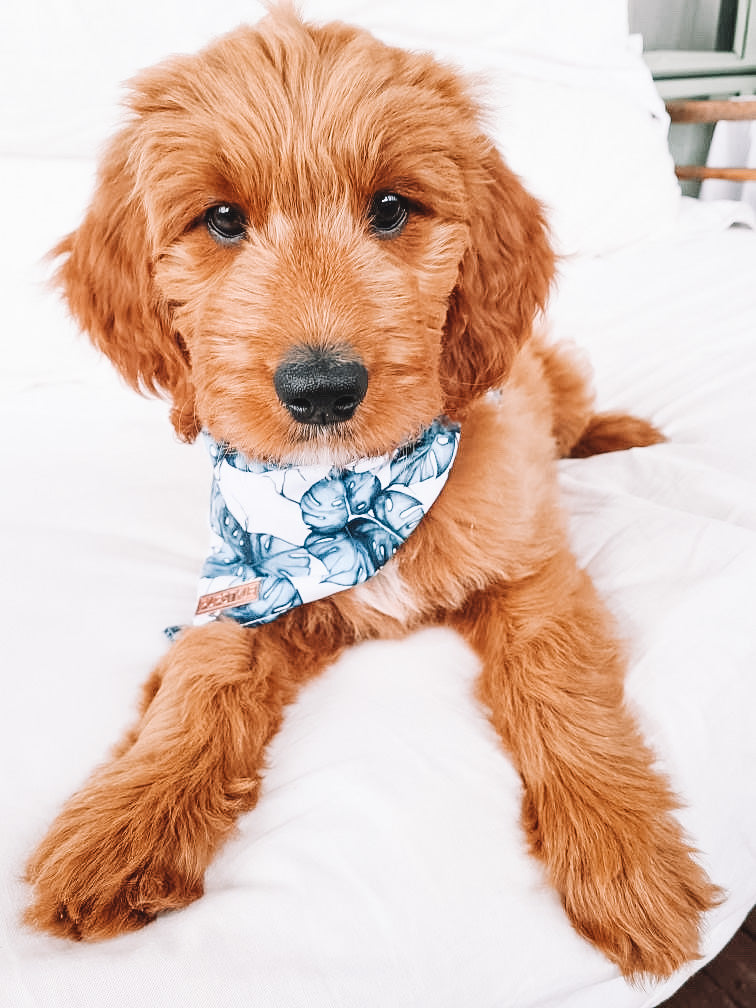 Palm Vibes Bandana