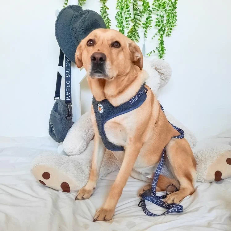 Charcoal Sherpa Adjustable Harness