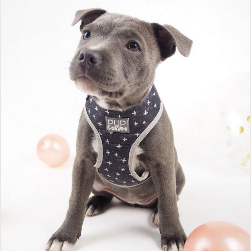 Blessed Harness