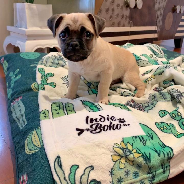 Cactus Fusion Ultra Soft Pet Blanket