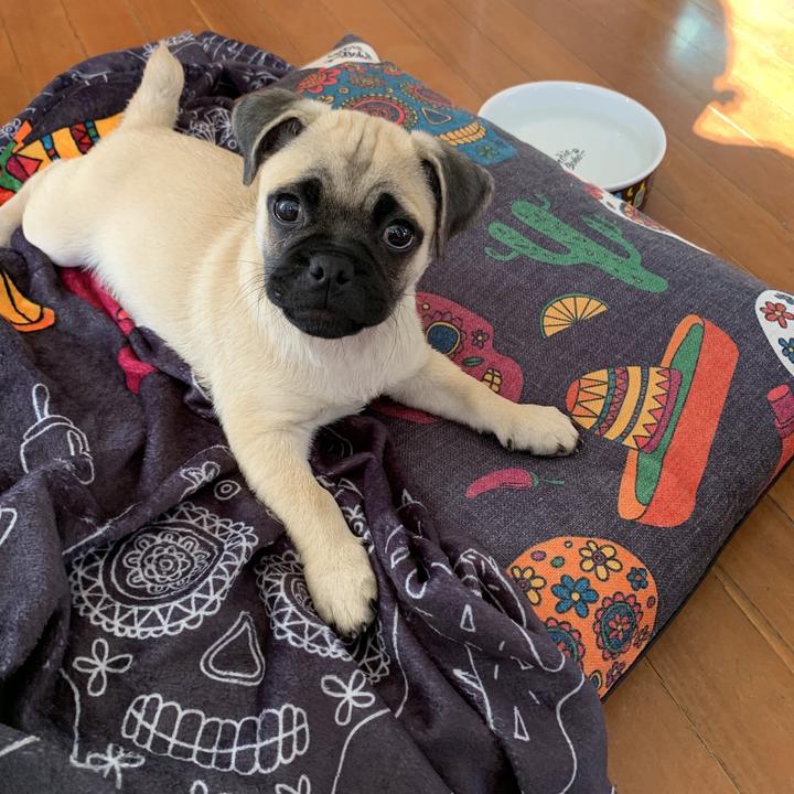 Mexican Skulls Ultra Soft Pet Blanket