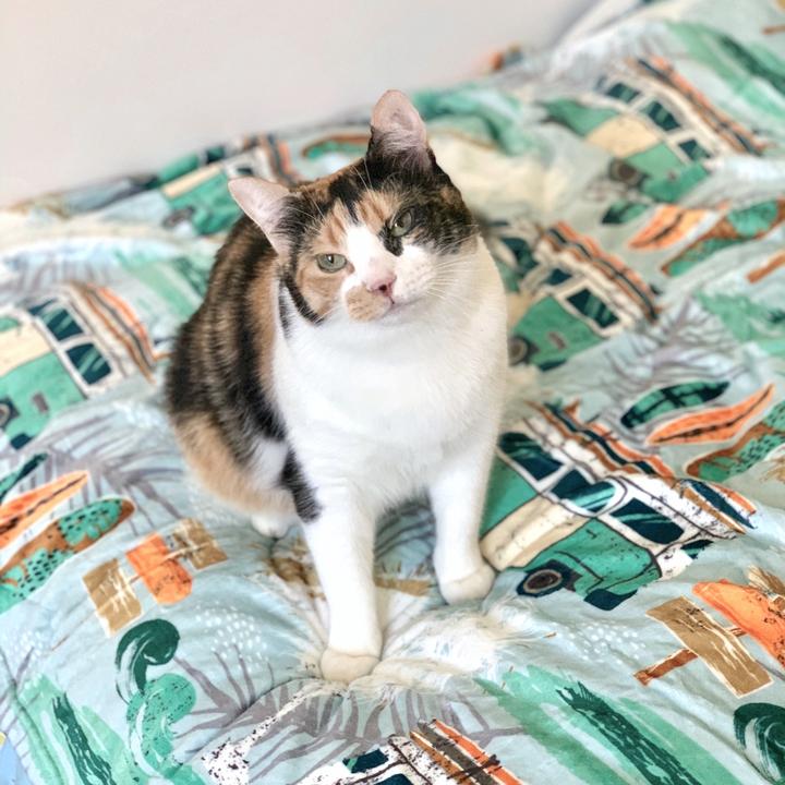 Byron Surf Ultra Soft Pet Blanket