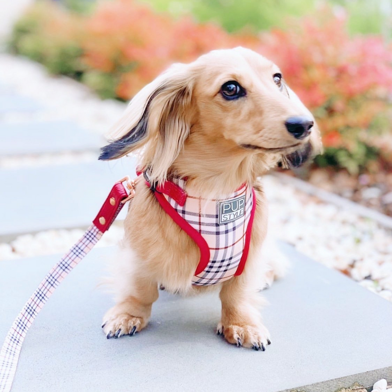 Houndbury Harness