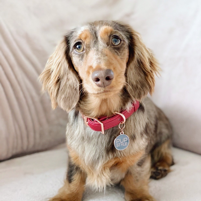 Houndbury City Collar