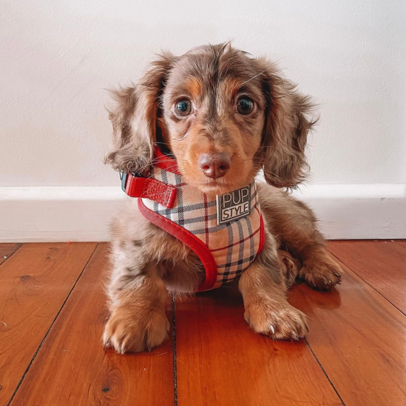 Houndbury Harness