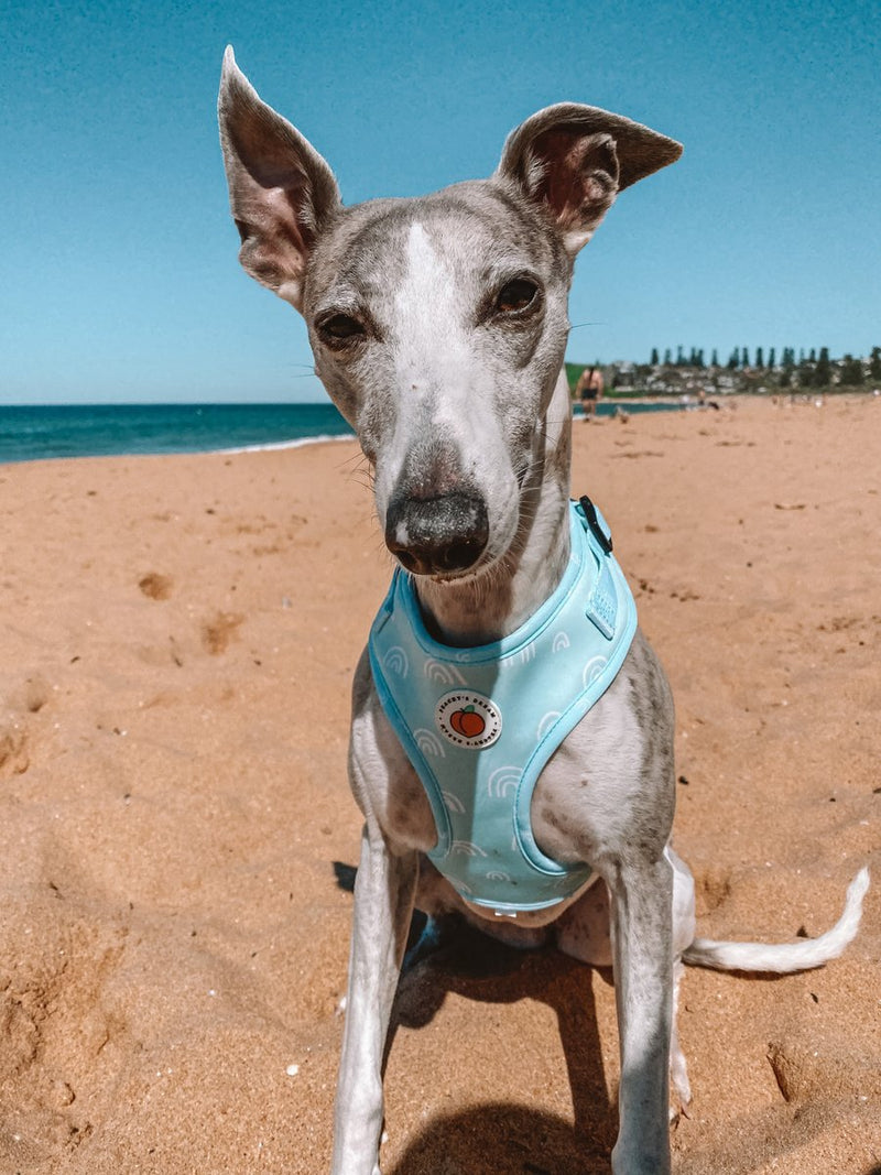 Peachy's Dream Aqua Daze Adjustable Harness