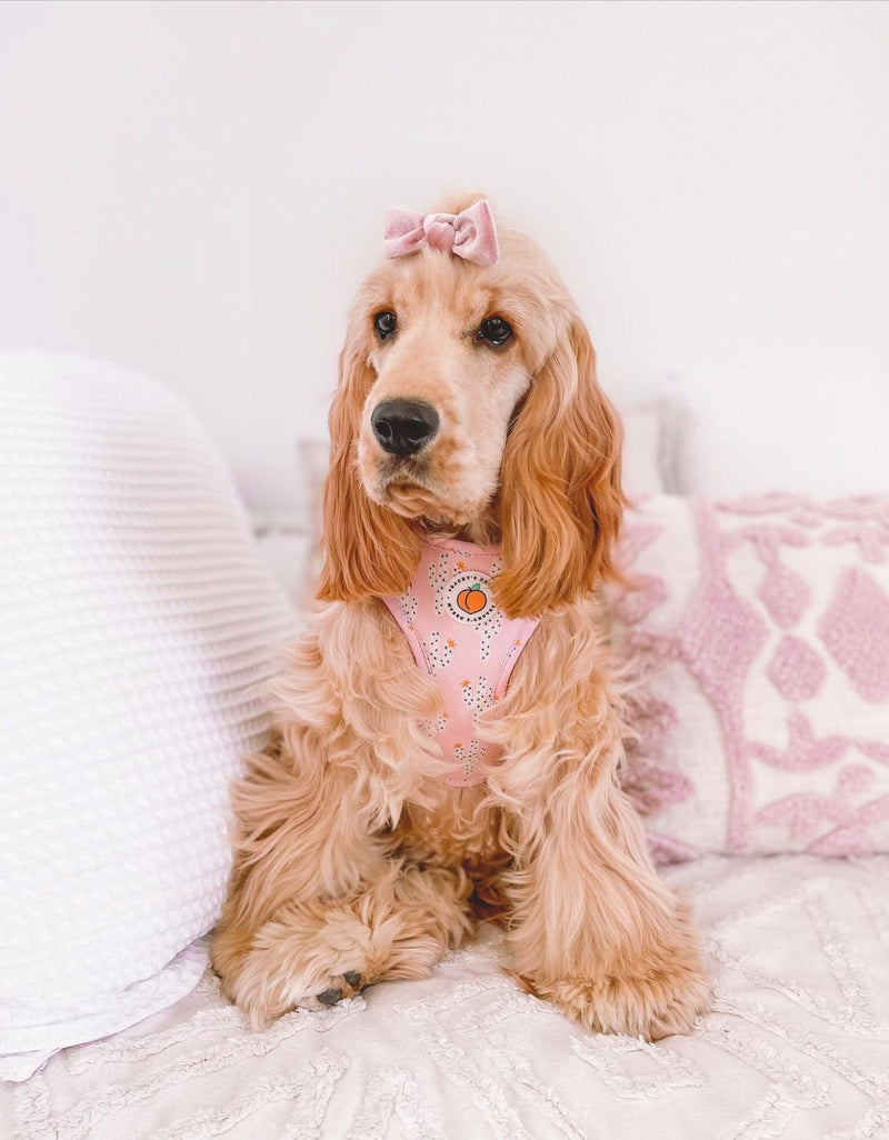 Peachy's Dream Arizona Adjustable Harness
