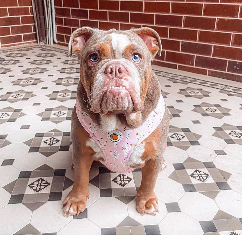Peachy's Dream Arizona Adjustable Harness