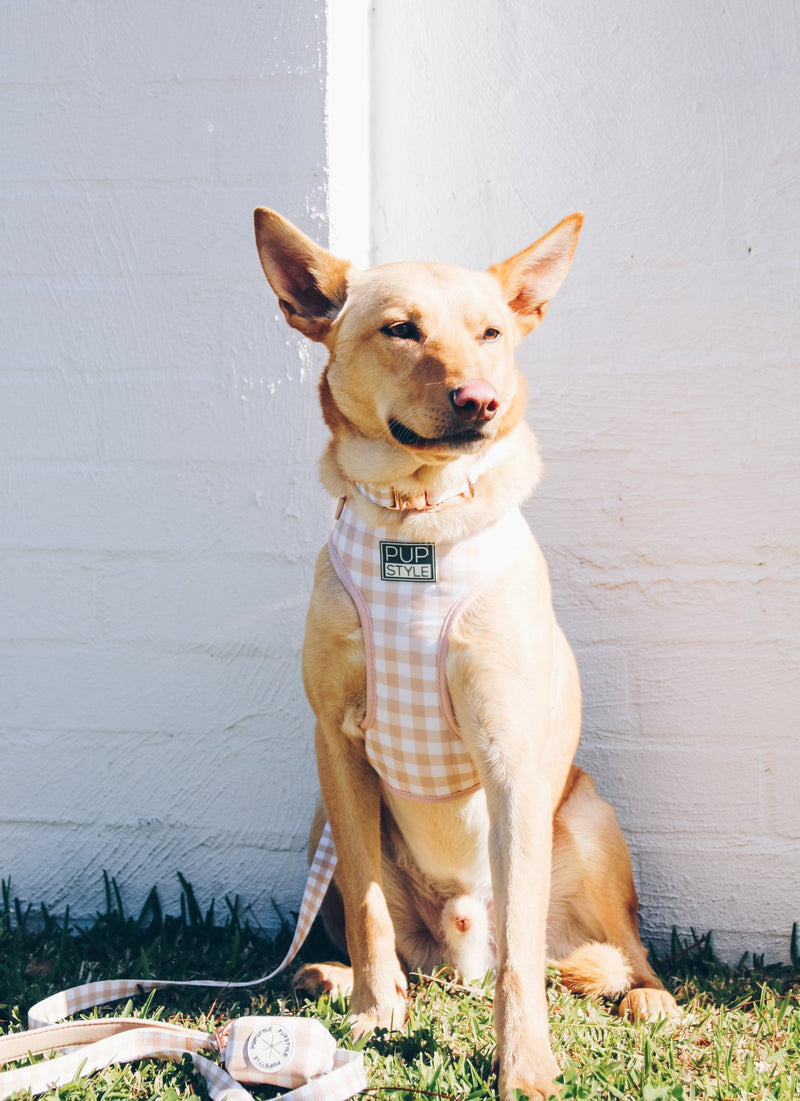 Creme Brulee Collar