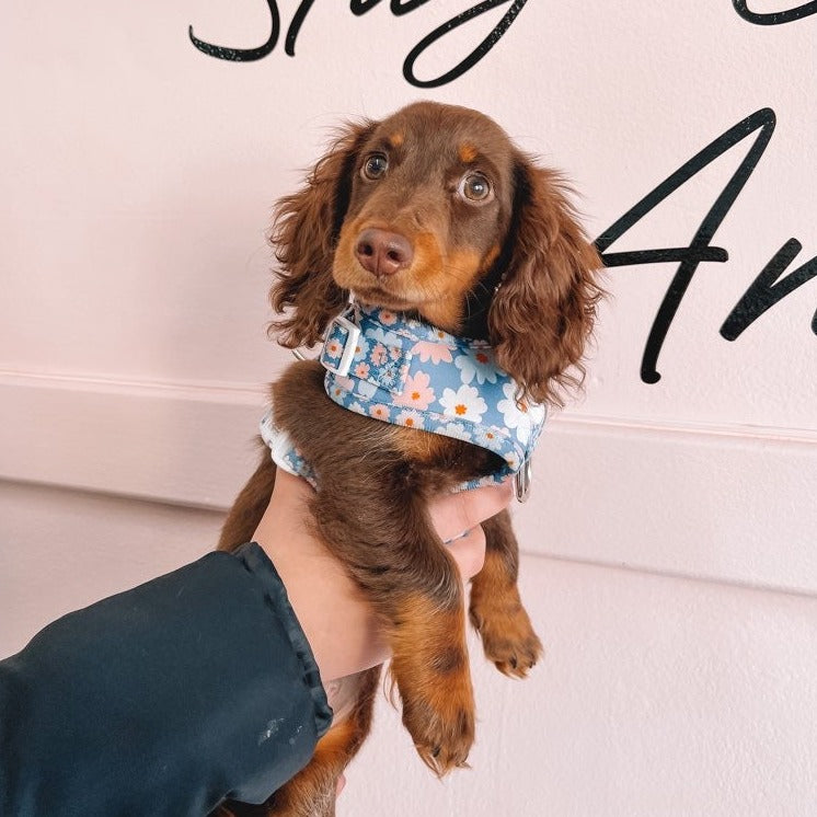 Fleurtatious Adjustable Harness