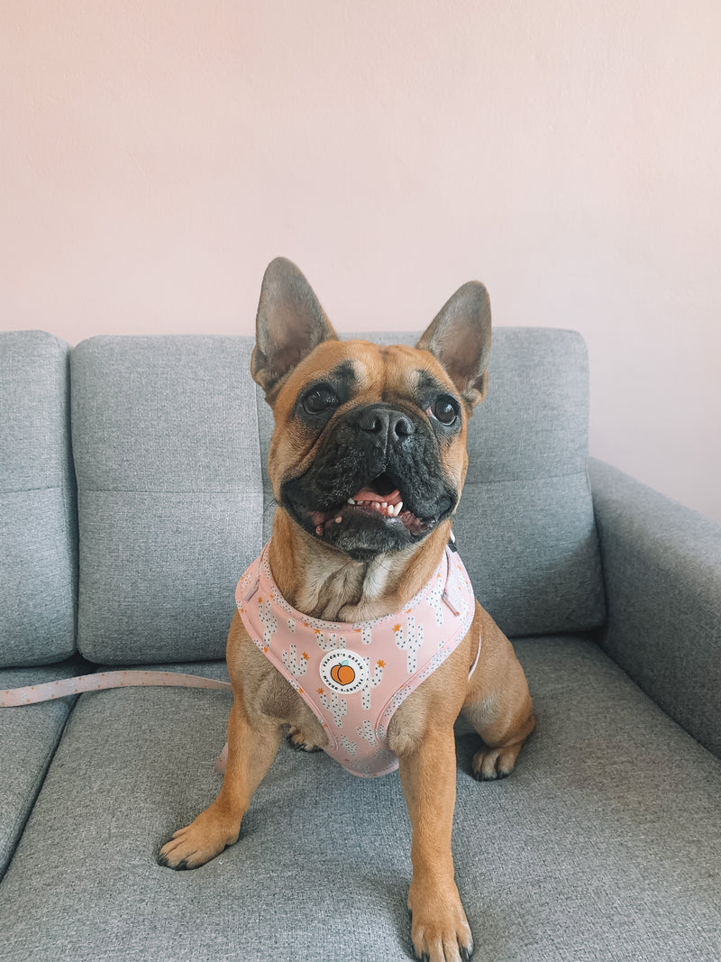 Peachy's Dream Arizona Adjustable Harness