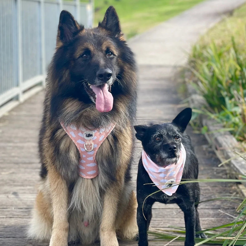 Cloud Nine Adjustable Harness