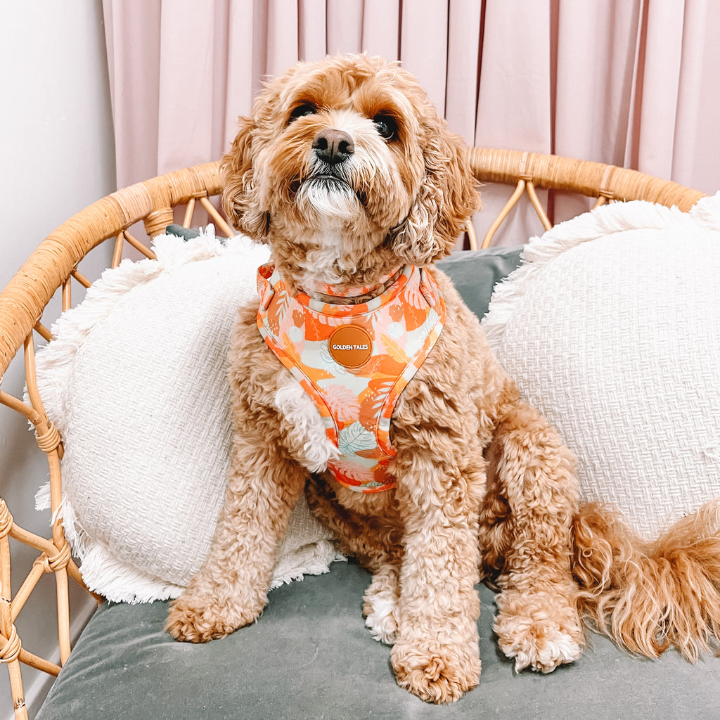 Golden Tales Totally Tropic Adjustable Harness