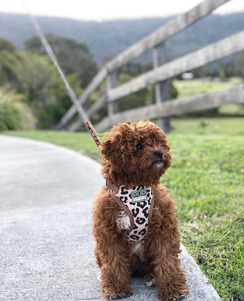 Wild One Harness
