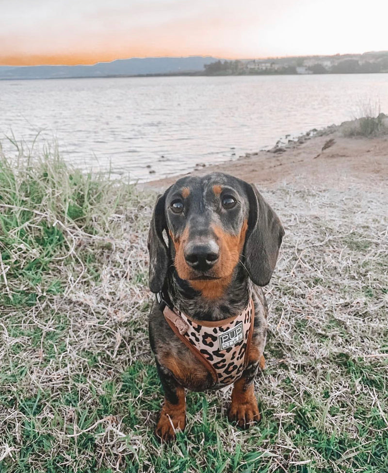 Wild One Harness
