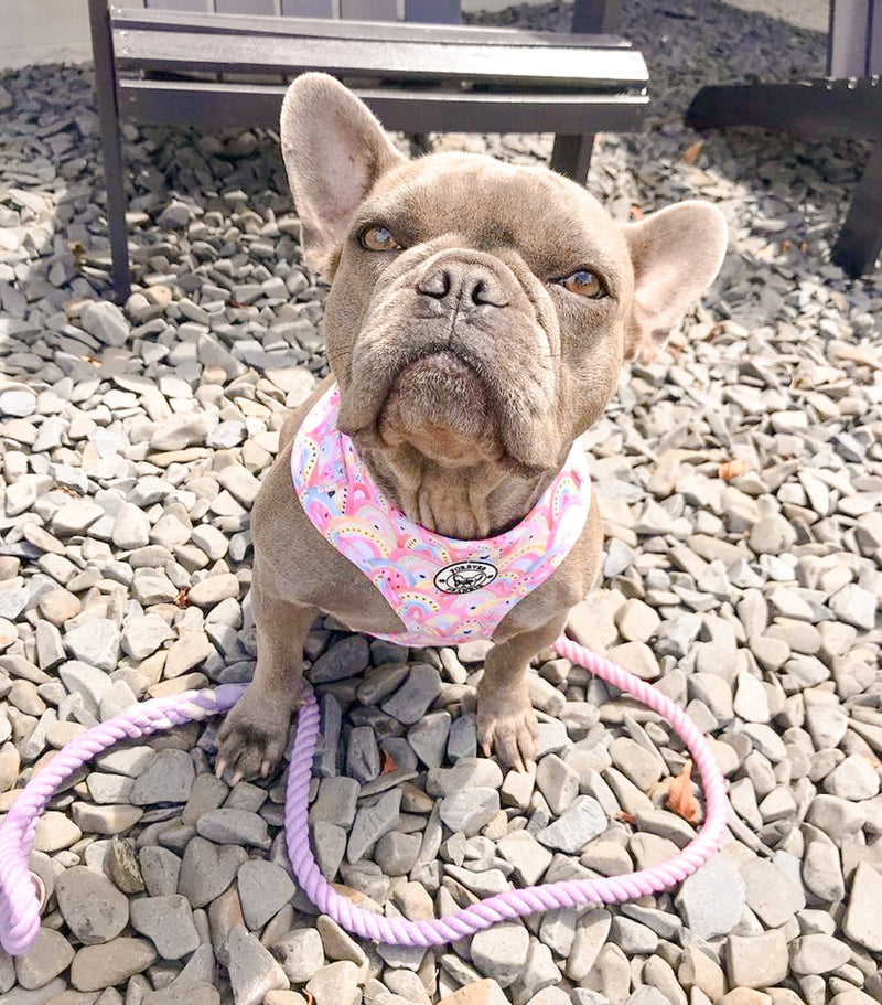 Chasing Rainbows Harness