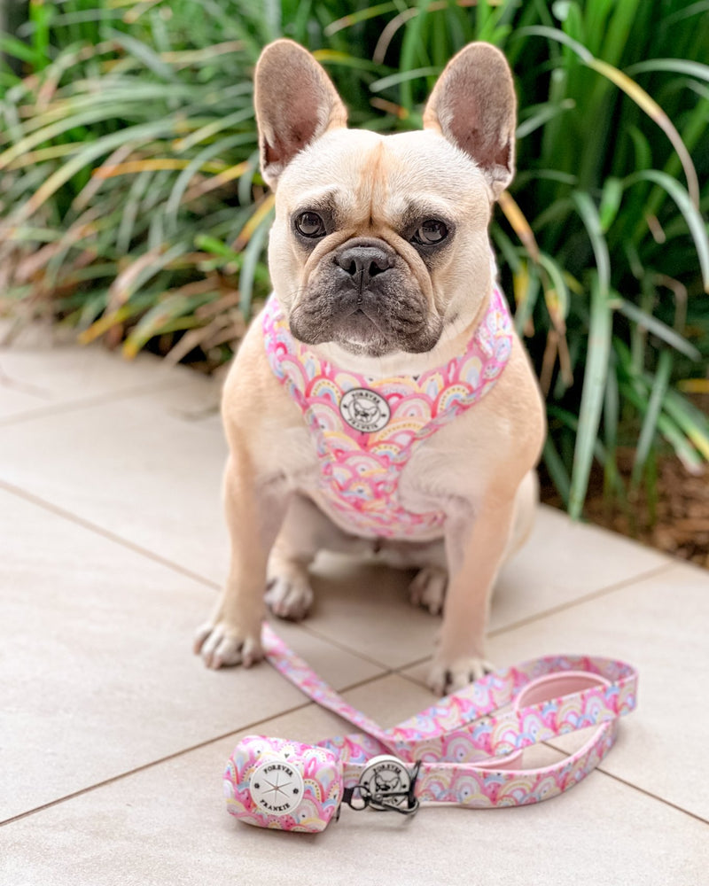 Chasing Rainbows Harness