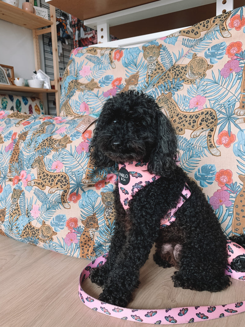 Butterflies Harness