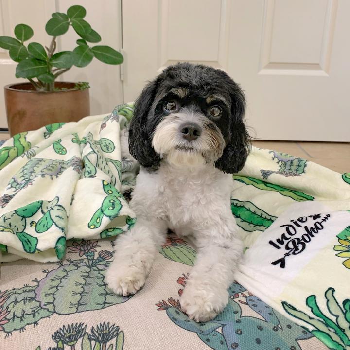 Cactus Fusion Ultra Soft Pet Blanket