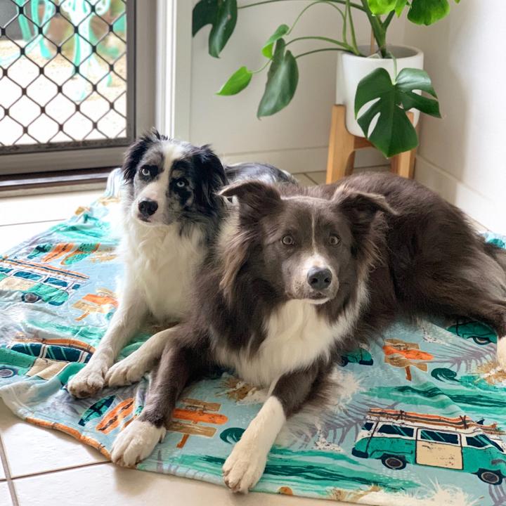 Byron Surf Ultra Soft Pet Blanket
