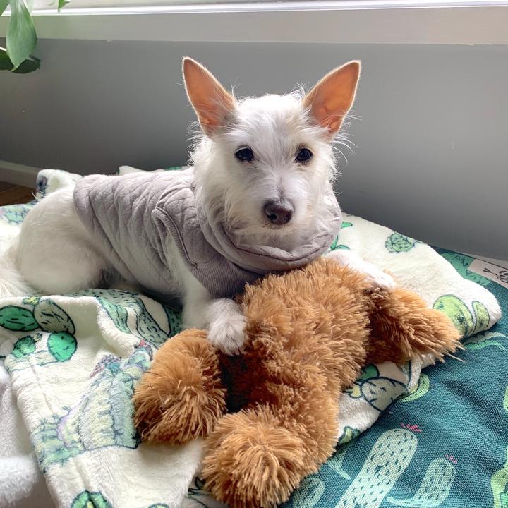 Cactus Fusion Ultra Soft Pet Blanket