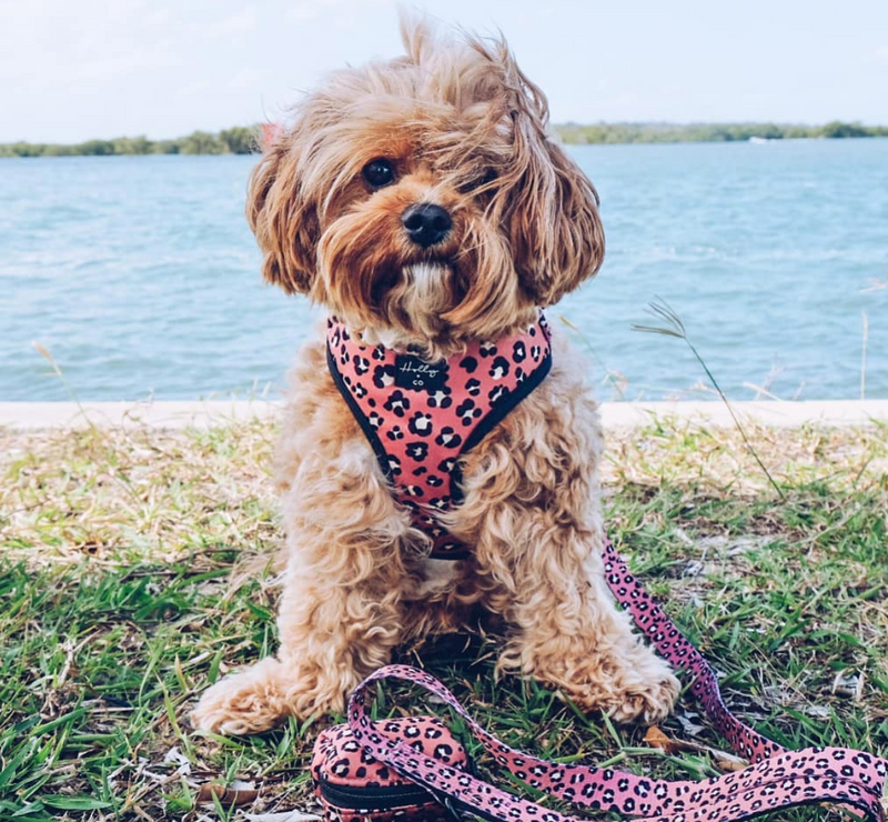 Wilder Adjustable Harness
