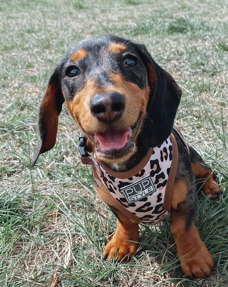 Wild One Harness
