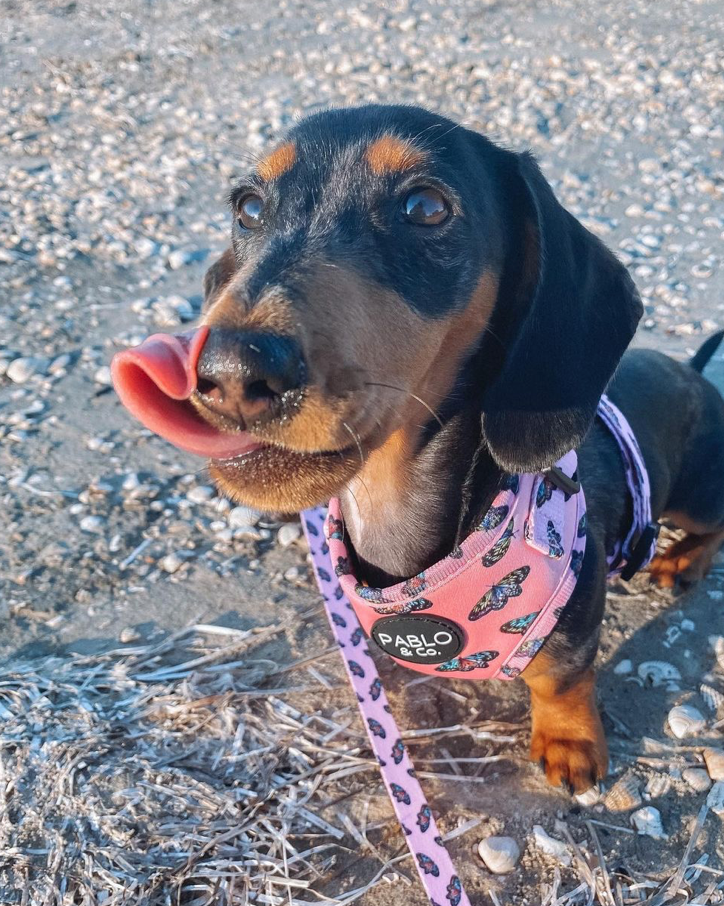 Butterflies Harness
