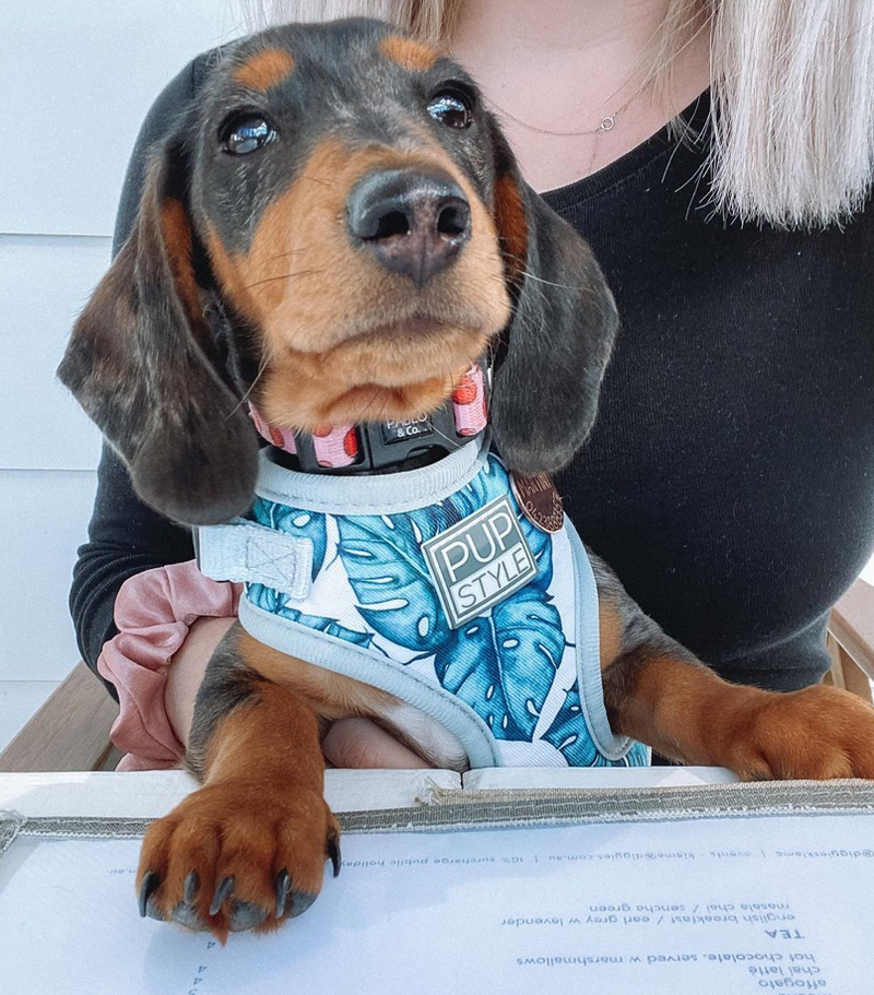Palm Vibes Harness