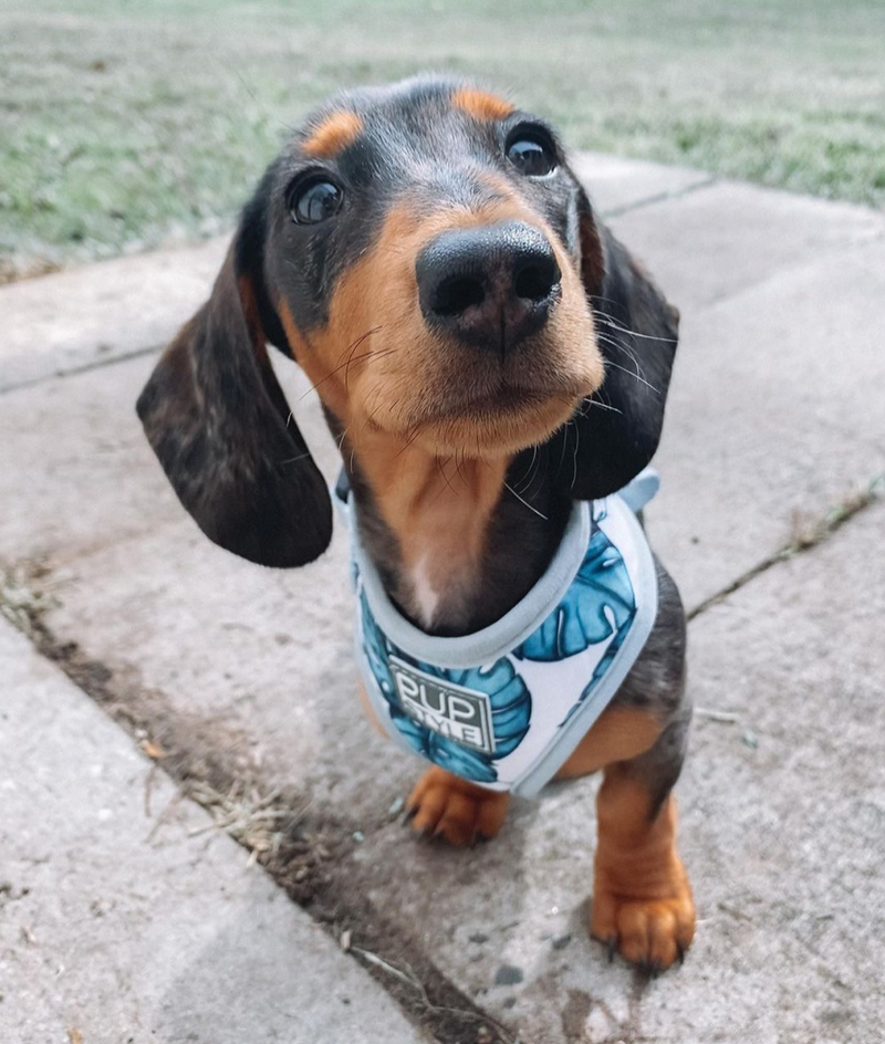 Palm Vibes Harness